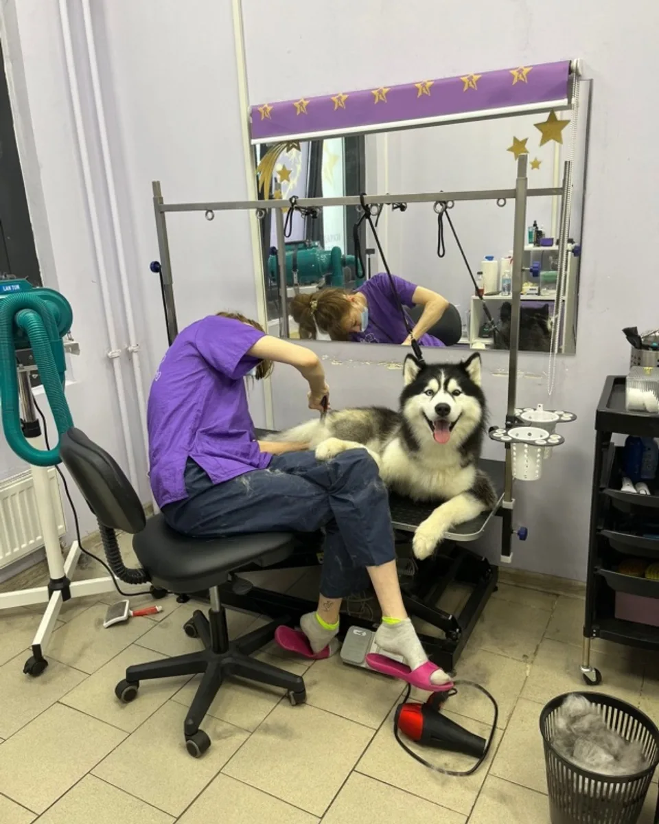 Груминг корги в BeautyStar